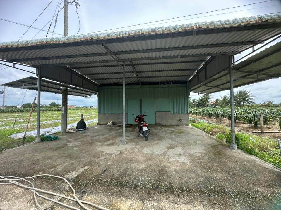 Đất lúa 7.000m² xã Thanh Phú Long, Châu Thành, Long An - Chính chủ bán giá 3 tỷ!