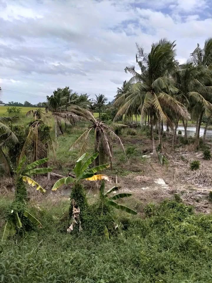 Vườn dừa 1 công tại xã Vĩnh Tế, TP Châu Đốc - Giá chỉ 480 triệu VND!