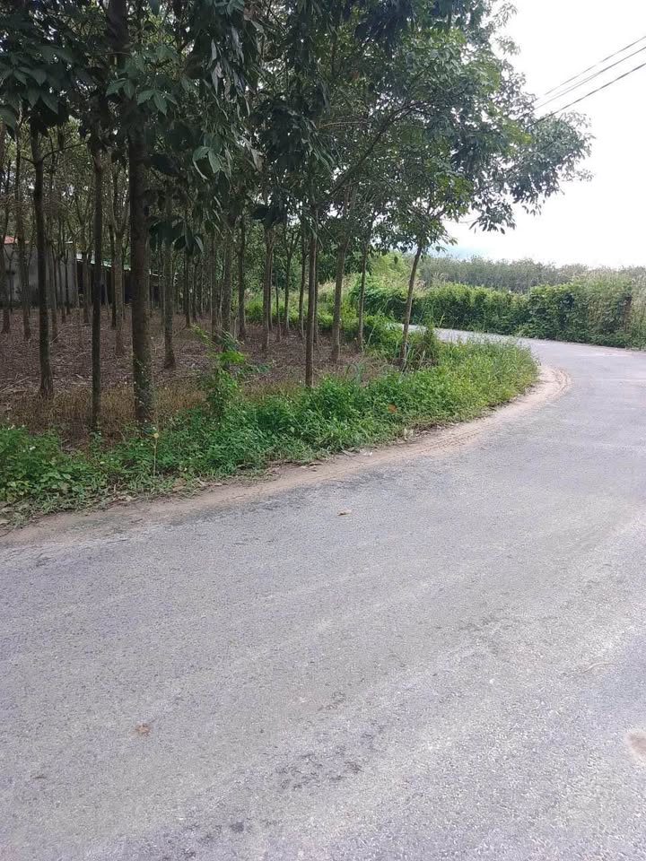 Đất nền khu phố Giồng Cà, Bình Minh 960m² giá 2.208 tỷ - Cơ hội đầu tư tuyệt vời!