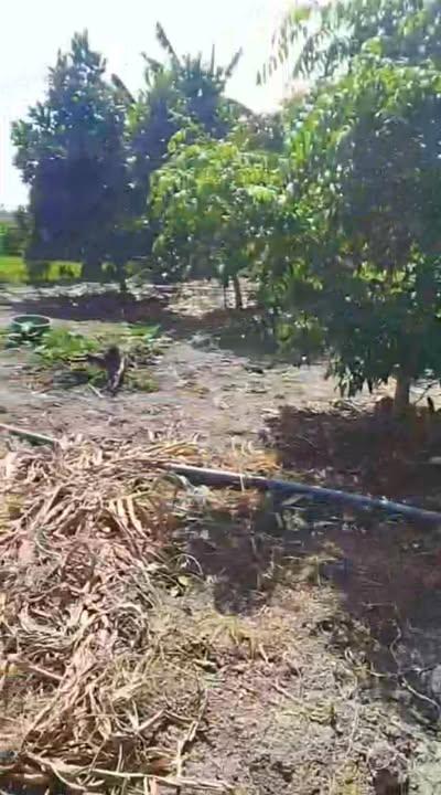 Đất nông nghiệp 9.5 công tại Tân Ninh, Tân Thạnh, Long An - Giá chỉ 2.2 tỷ!