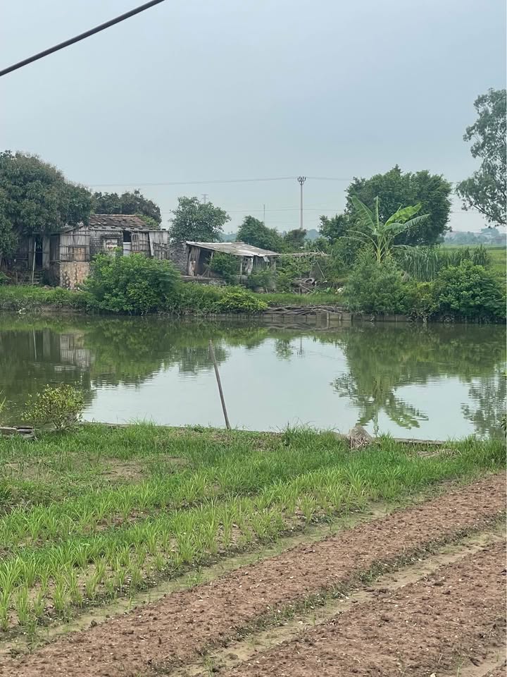 Đất Farm 1,1 mẫu tại Yên Thắng, Yên Mô, Ninh Bình giá 800 triệu - Đầu tư sinh lời ngay!