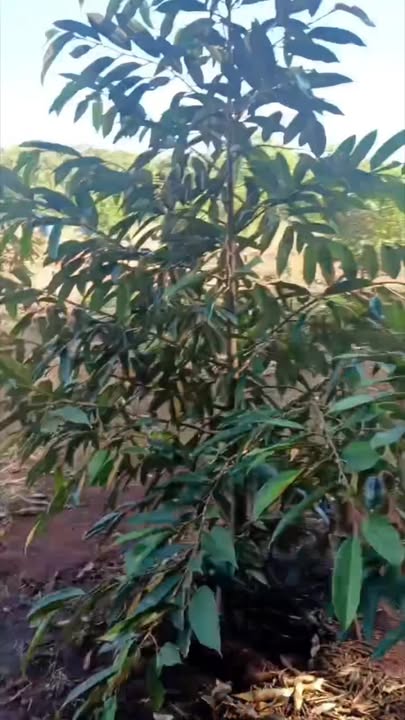 Đất Farm Hưng Phước, Bù Đốp 12.960m² giá 560 triệu - Đầu tư sinh lời ngay!