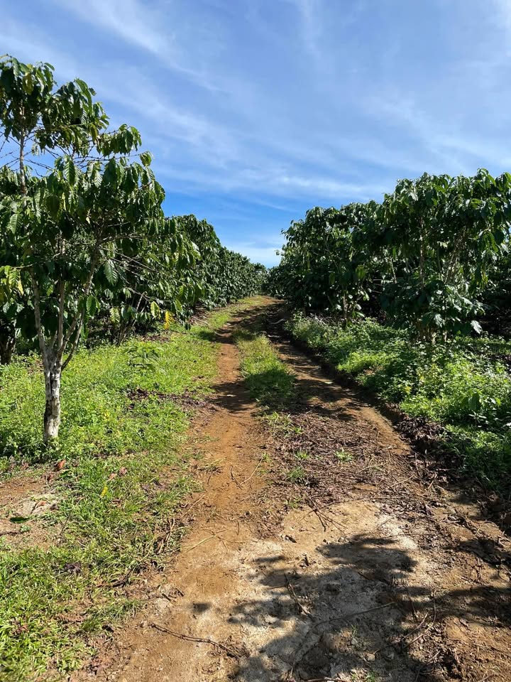 Đất nền Lộc Thắng Bảo Lâm 2,2ha giá chỉ 7.184 tỷ - Cần bán gấp trước Tết!