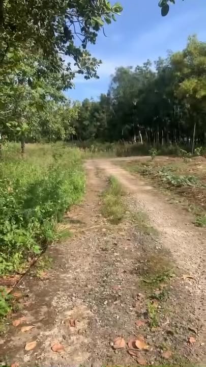 Đất nền Tân Tiến Bù Đốp 10.000m² giá 1.5 tỷ - Mặt tiền đường bê tông rộng rãi!