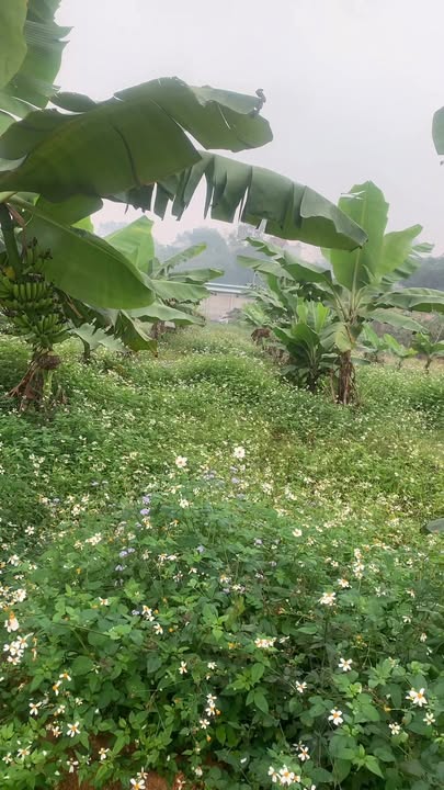 Đất nền Phú Mỹ A, Ba Vì 400m² giá chỉ 1 tỷ - Cơ hội đầu tư tuyệt vời!