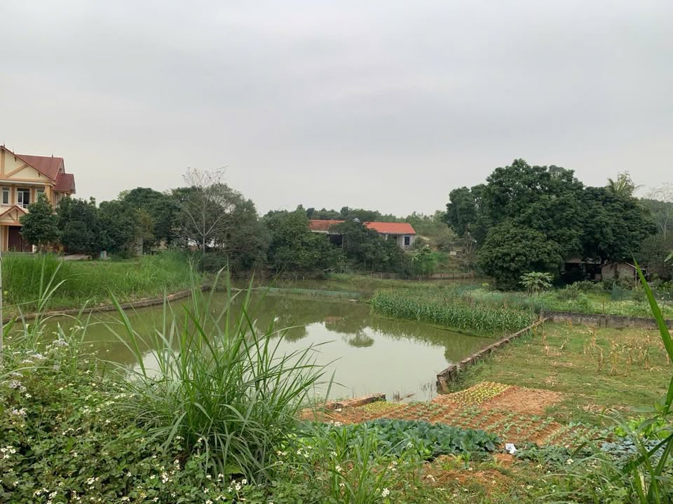 Đất thổ cư Phong Châu, Phú Thọ 243m² giá 3.888 tỷ - Đầu tư tiềm năng ngay!