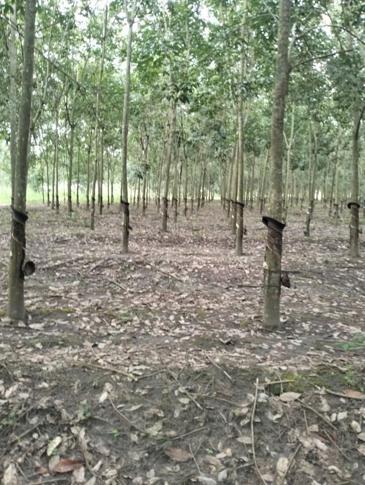 Đất nền Ấp Hội Thanh, xã Tân Hội, Tây Ninh 28.000m² giá 1.2 tỷ - Cơ hội đầu tư hấp dẫn!