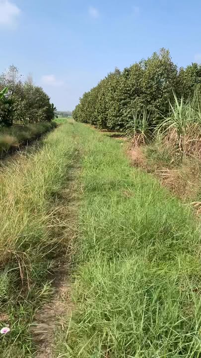 Đất vườn sầu riêng 15000m² tại xã Trà Vong, Tân Biên - Giá 1.5 tỷ, đầu tư sinh lời!