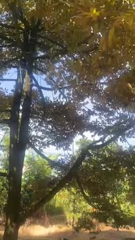 Đất vườn sầu riêng 6.638m² xã Phú Lộc Tân Phú giá 4 tỷ - Đầu tư sinh lời ngay!