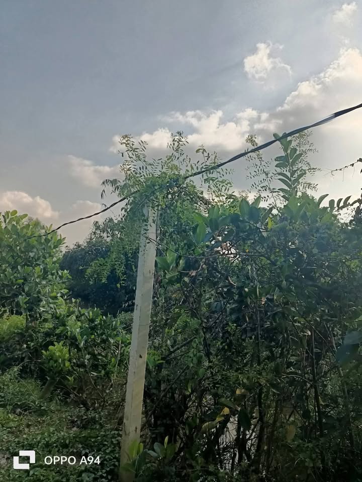 Vườn mít 10 công Đốc Binh Kiều, Đồng Tháp giá 250 triệu - Cơ hội đầu tư hấp dẫn!