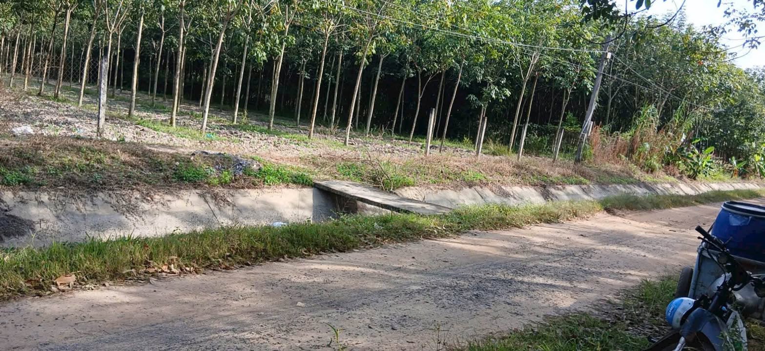 Đất vườn 5 mẫu tại ấp 5 Trà Vong, Tân Biên, Tây Ninh - Giá chỉ 1 tỷ!