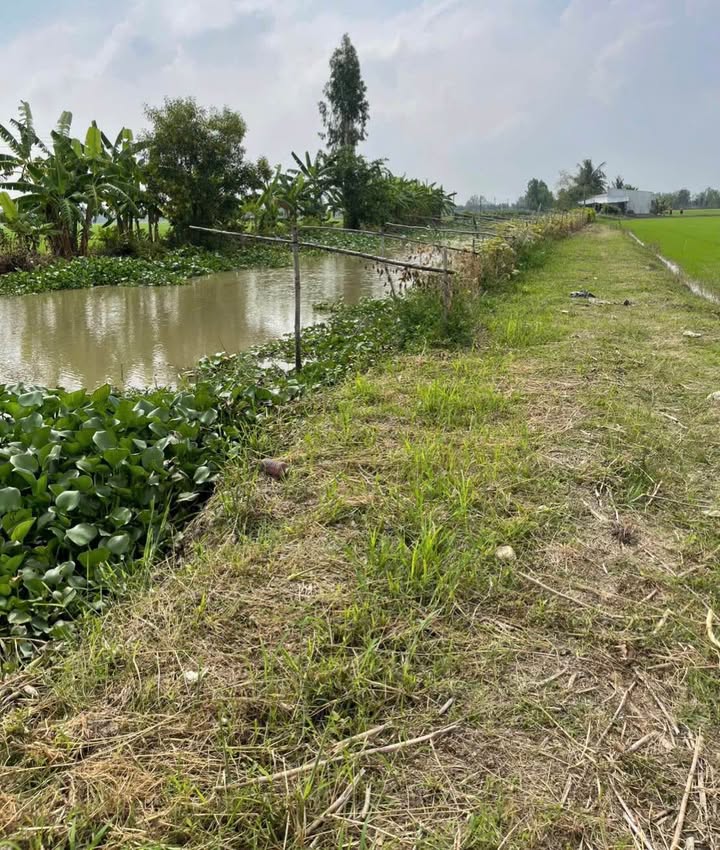 Đất lúa 1000m² Đông Thuận Thới Lai giá chỉ 270 triệu - Cơ hội đầu tư hiếm có!