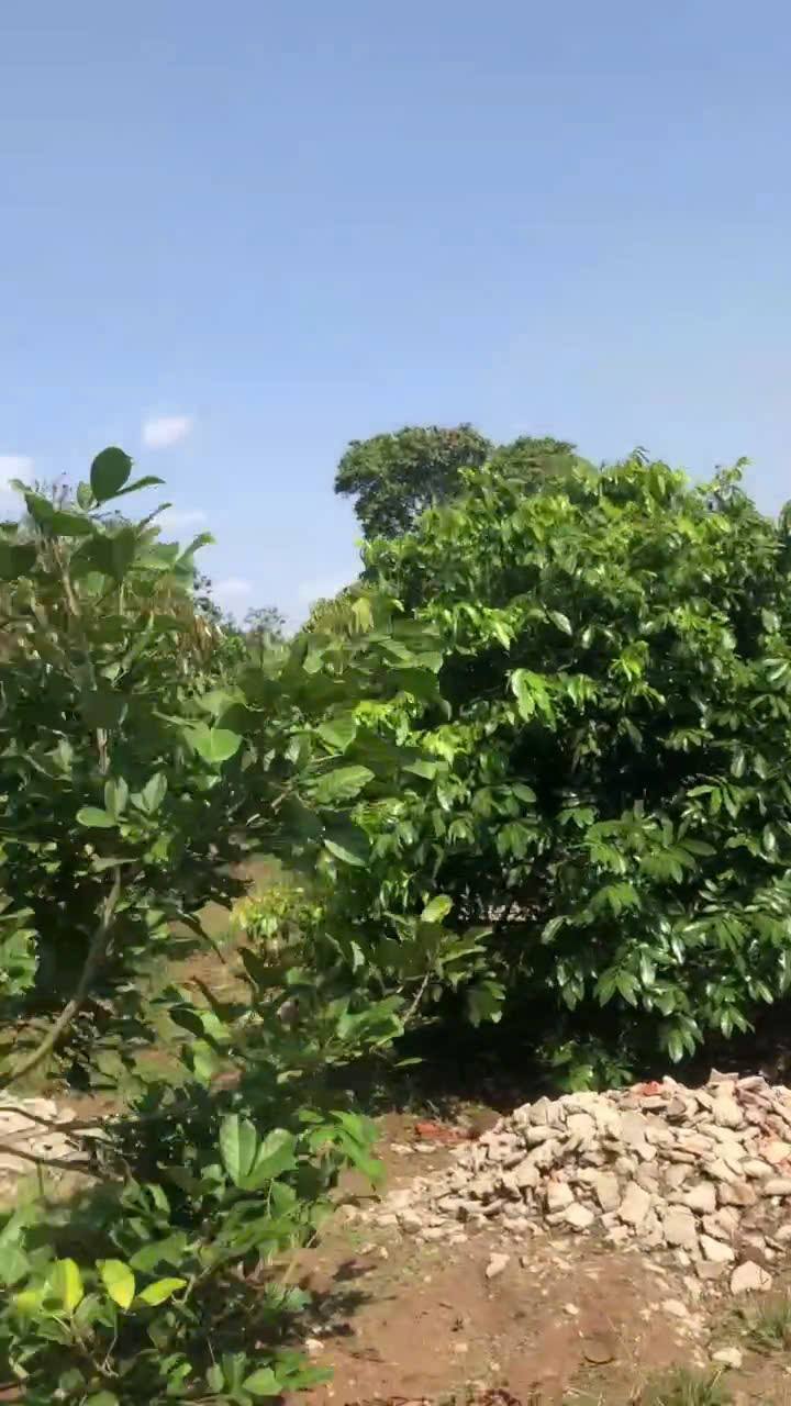 Đất nền Xuân Phú, Ea Kar 8000m² giá 1.35 tỷ - View sông mát mẻ lý tưởng!