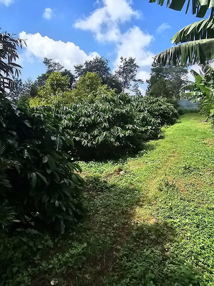 Đất Farm Cư Bao 3600m² giá 1.55 tỷ - Đường ô tô vào tận nơi!