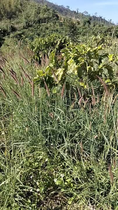 Đất rẫy 1,5ha tại xã Nâm N'Jang, Đắk Song - Giá chỉ 1,5 tỷ, thương lượng mạnh!