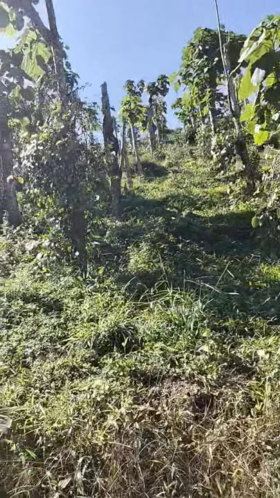 Đất rẫy 3240m² xã Nâm N'Jang, Đắk Song - Giá 750 triệu, đường ô tô vào tận nơi!