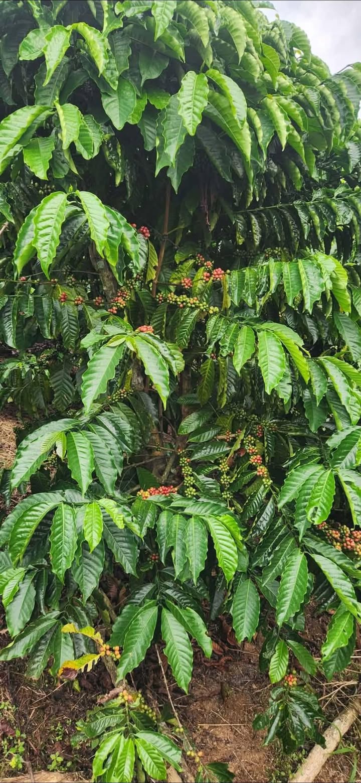 Lô đất Farm 1ha tại Đạ Đờn giá 2.5 tỷ - Thế đất bằng triền thuận lợi!