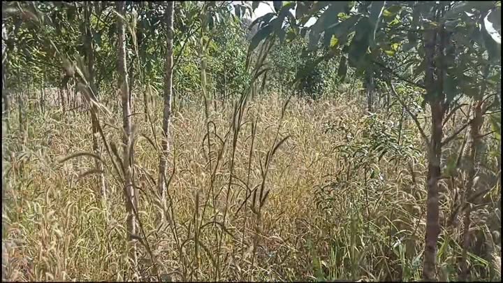 Đất nền 8,3 sào tại xã Ia Khuơl, Chư Păh, Gia Lai - Sổ hồng chính chủ, giá chỉ 300 triệu!