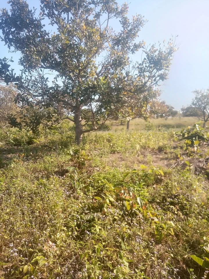 Đất Farm 6ha tại xã Ia Ga, Chư Prông, Gia Lai giá 1.05 tỷ - Đầu tư sinh lời ngay!