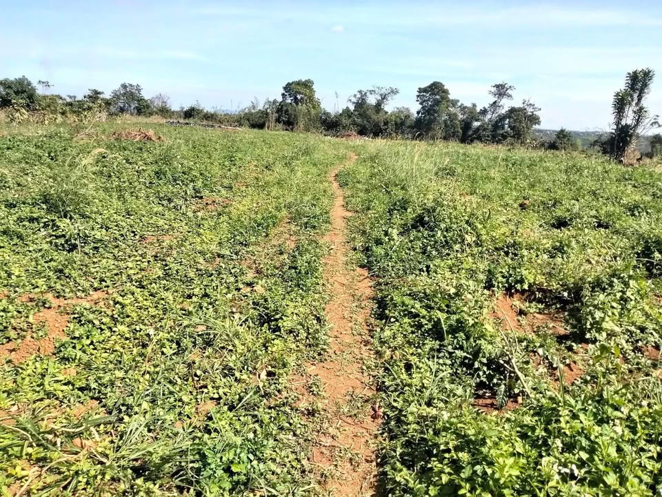 Đất nền Lộc Tân Bảo Lâm 20.000m² giá 1.35 tỷ - Sổ đỏ chính chủ, ô tô vào tận nơi!