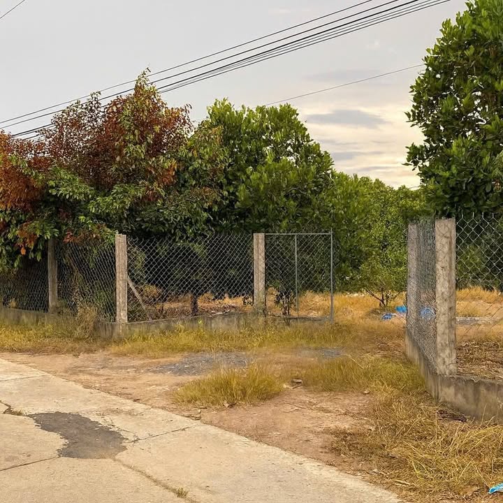 Đất vườn 7911m² Bình Thành, Lấp Vò, Đồng Tháp - Sổ đỏ chính chủ, đầu tư sinh lời!