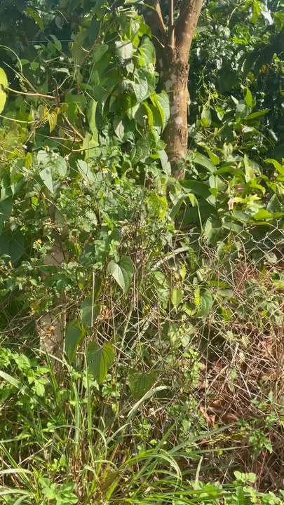 Đất mặt đường Liên xã K'Dang 1060m² giá 1.06 tỷ - Cơ hội đầu tư tuyệt vời!