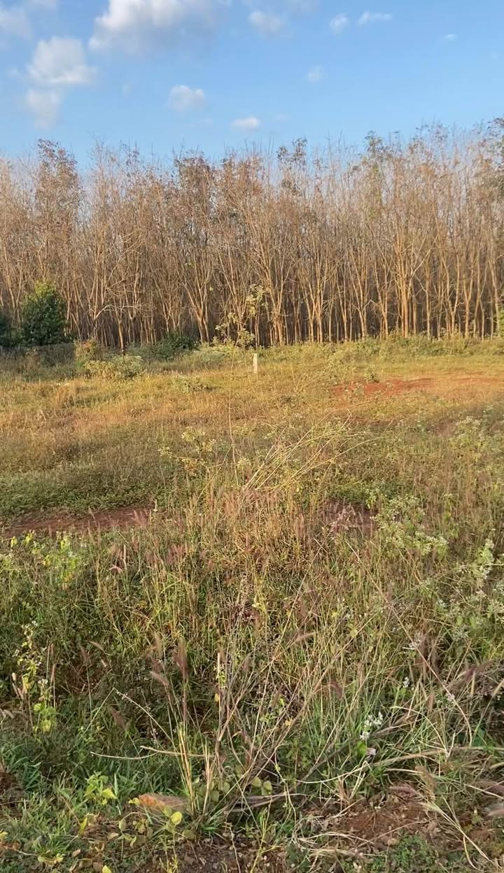 Đất nền đường Thanh Niên Pleiku 224m² giá 580 triệu - Pháp lý rõ ràng, sẵn sàng xây dựng!