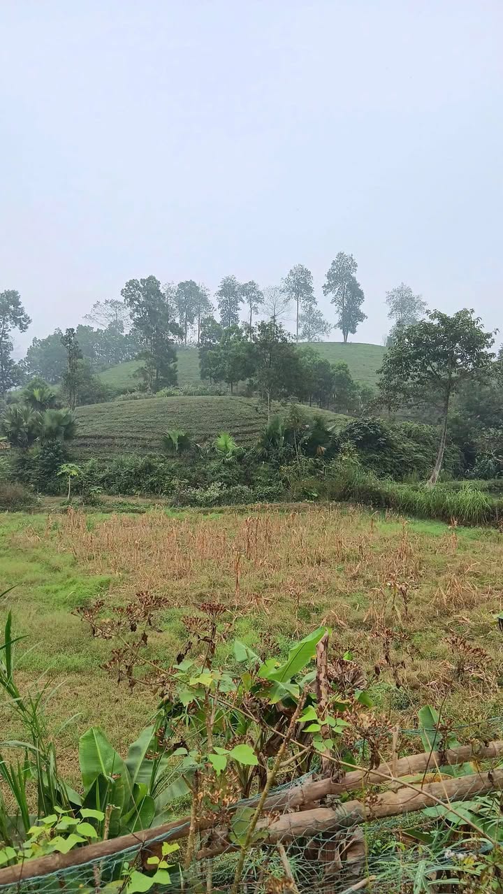 Đất sinh thái Ngọc Lập, Yên Lập 15.000m² giá 1 tỷ - Cơ hội đầu tư hấp dẫn!