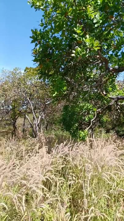 Đất nền đẹp 1.5 héc tại Sơn Thọ, Bù Đăng - Chỉ 650 triệu VND!