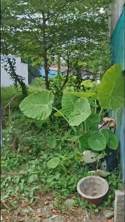 Đất nền thổ cư 107m² phường 4 Cai Lậy chỉ 870 triệu - Cơ hội đầu tư hấp dẫn!