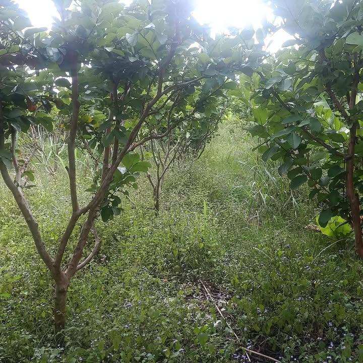 Đất trồng cây lâu năm 2980m² tại Lục Sĩ Thành, Trà Ôn - Giá 650 triệu, cơ hội đầu tư tốt!