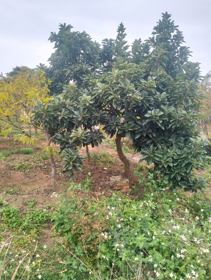 Đất Farm 3600m² tại Phường An Sinh, Đông Triều - Cơ hội đầu tư hấp dẫn!