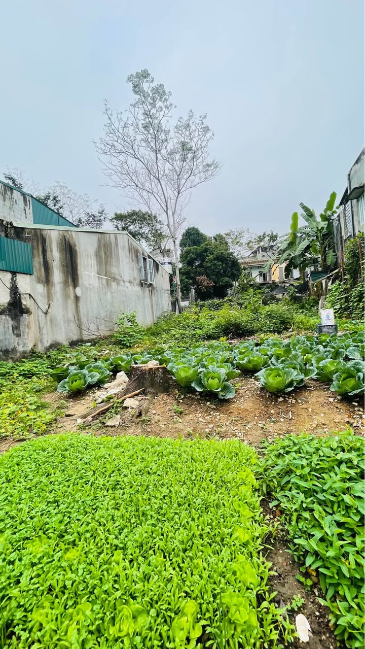 Đất đẹp Ỷ La, Tuyên Quang 170m² giá 2 tỷ - Chính chủ cần bán gấp!