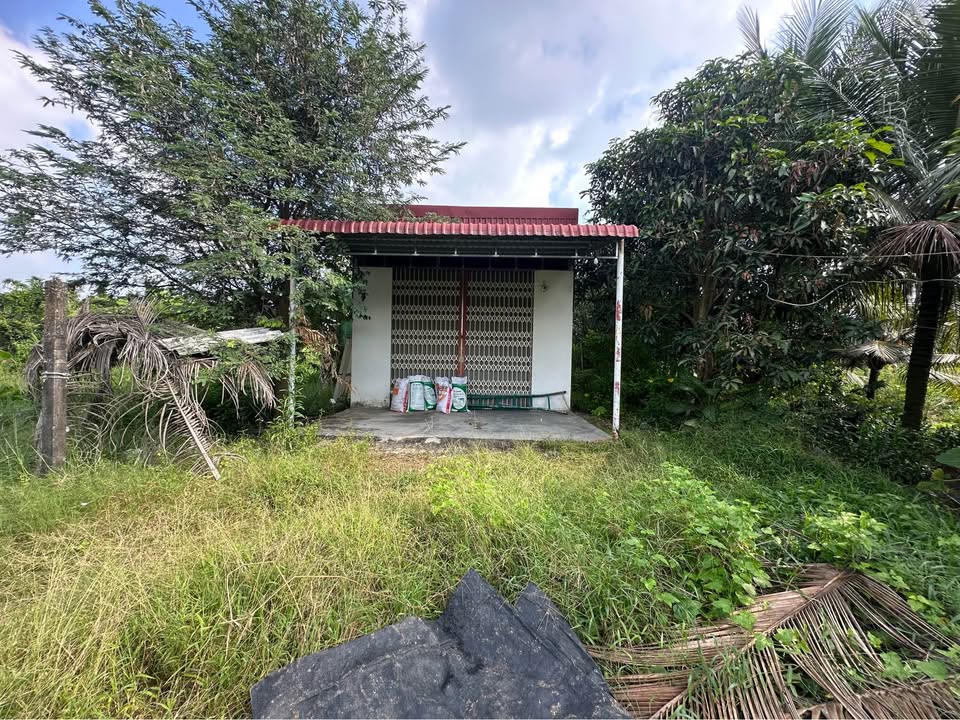 Đất nuôi trồng thủy sản 1.000m² An Vĩnh Ngãi, TP Tân An giá 1.45 tỷ - Sổ đỏ chính chủ!