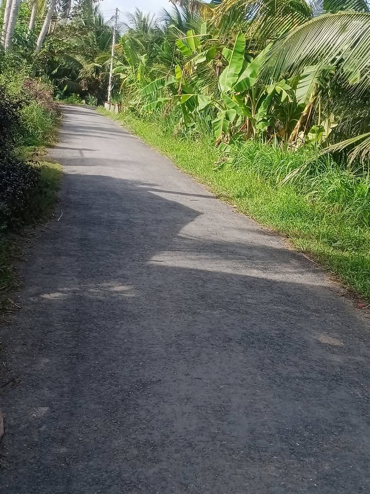 Đất trồng dừa 1500m² tại Trung Ngãi, Vũng Liêm, Vĩnh Long - Giá chỉ 400 triệu!