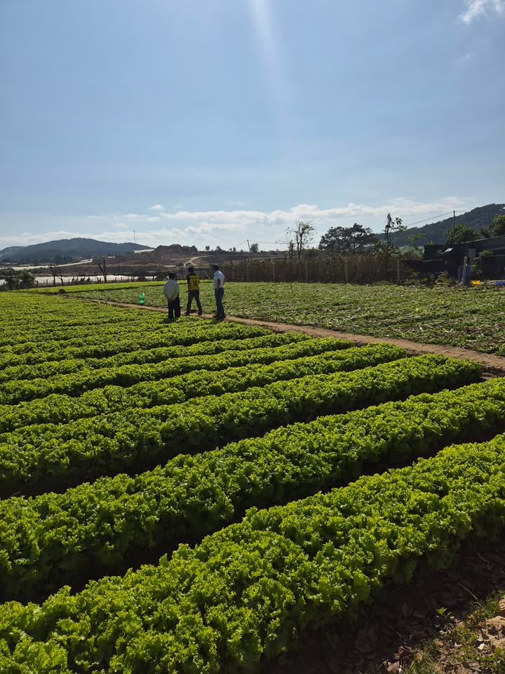 Đất nền Lạc Xuân Đơn Dương 1131m² giá 1.2 tỷ - Đầu tư sinh lời ngay!