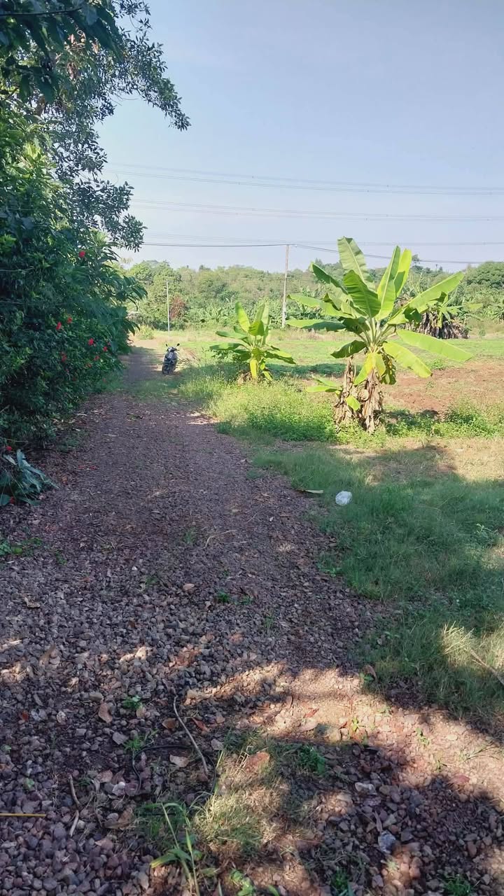 Đất nền Dầu Giây, Thống Nhất 3600m² giá 1.3 tỷ - Sổ hồng chính chủ!