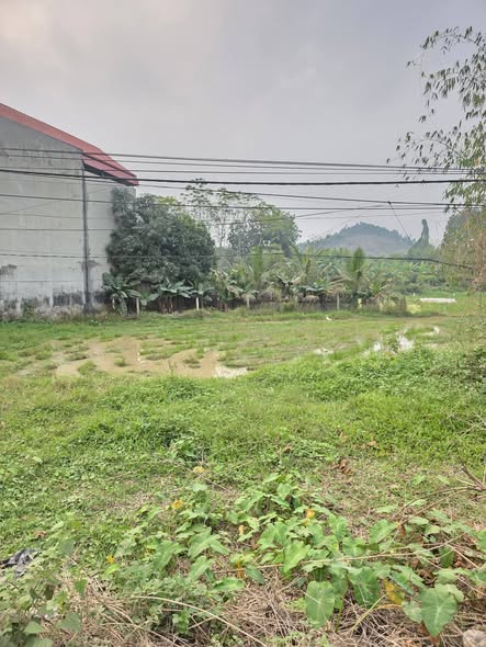 Đất thổ cư Yên Thạch, Sông Lô 100m² giá 2.1 tỷ - Tiềm năng đầu tư cao!