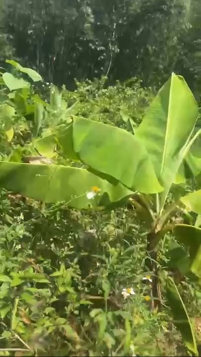 Đất nền Tòng Đậu, Mai Châu 107m² chỉ 1xx triệu - Sổ hồng chính chủ!