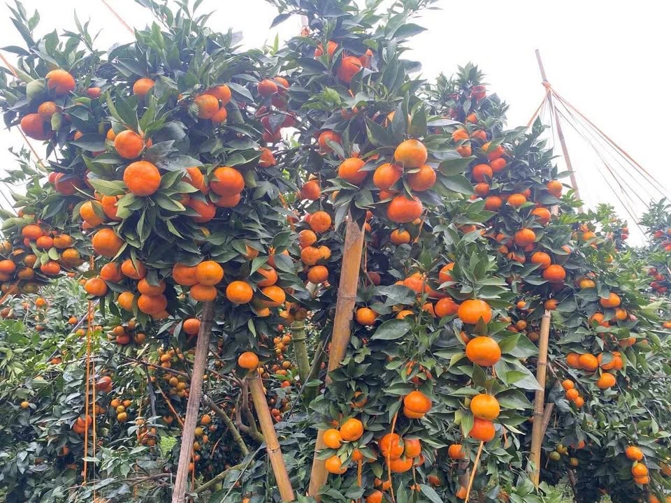 Đất nền phường Quyết Thắng Thái Nguyên 96m² giá 2 tỷ - Cơ hội đầu tư hấp dẫn!