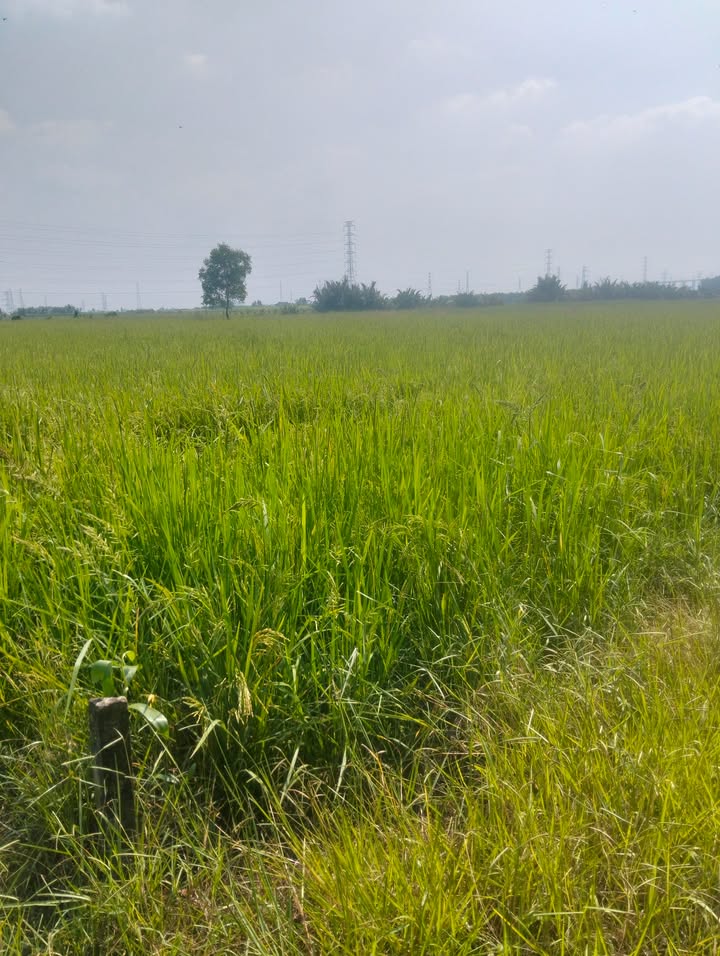 Đất nền Phước Khánh Nhơn Trạch 1000m² giá 1.7 tỷ - Cơ hội đầu tư tuyệt vời!