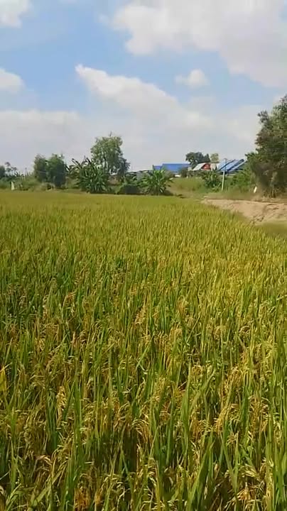 Đất nông nghiệp 16.000m² tại xã Kiến Bình, huyện Tân Thạnh, Long An - Giá chỉ 4.8 tỷ thương lượng!