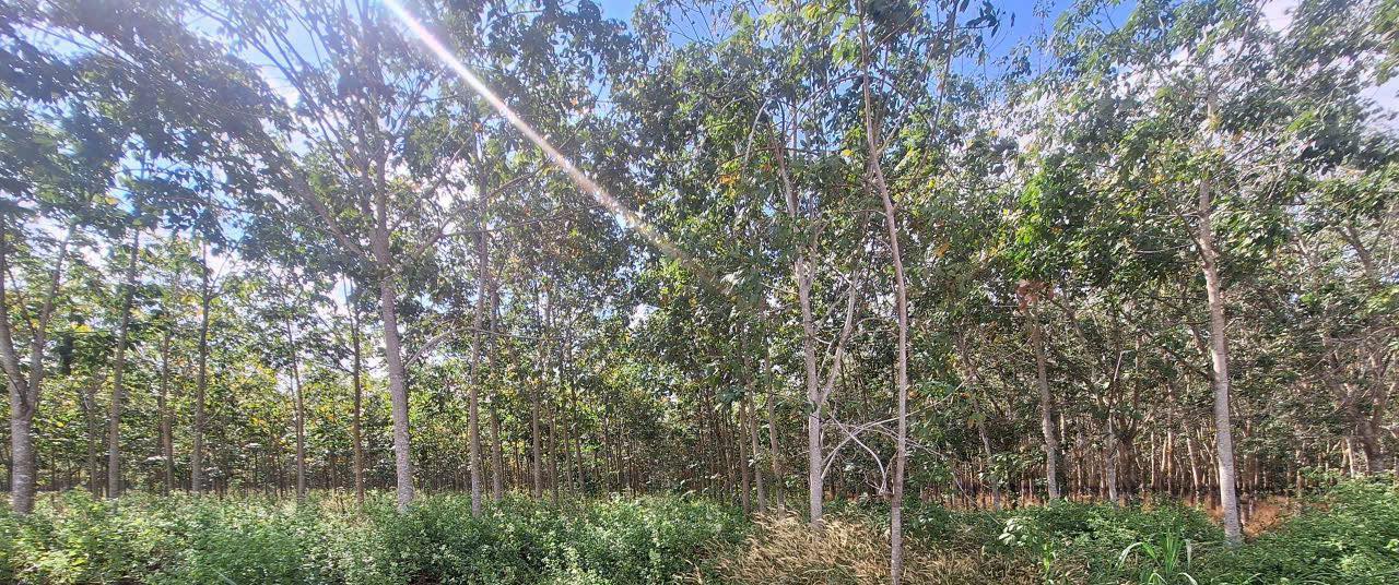 Đất nền Phước Vinh Châu Thành Tây Ninh 1000m² - Bán gấp giá siêu hấp dẫn!