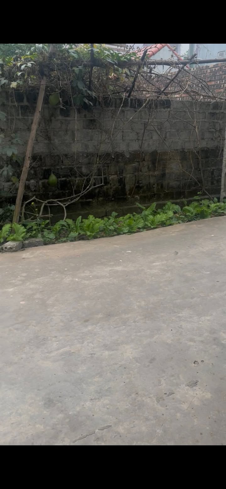 Đất thổ cư Tiền Phong, Thuận Thành 118m² giá 2.3 tỷ - Vị trí đắc địa gần KCN!