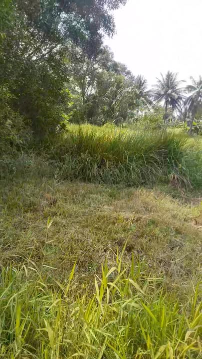 Đất trồng cây hàng năm tại phường 5, Tân An, Long An 2021m² - Giá chỉ 2.3 tỷ!