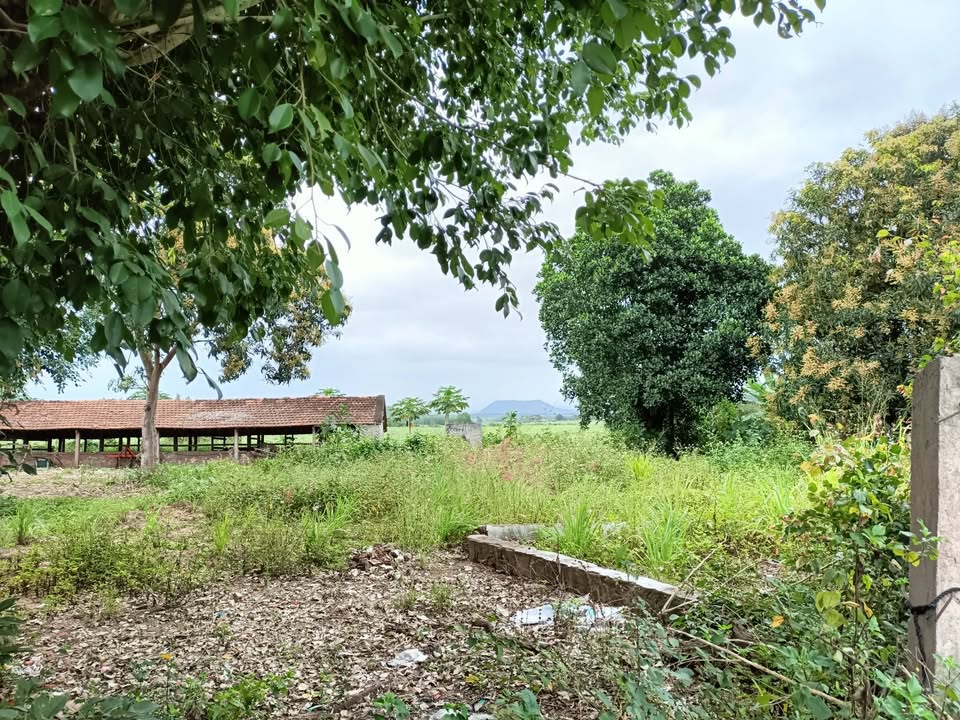 Đất mặt tiền Quốc lộ 25, Sơn Hòa, 250m² - Giá chỉ 1.4 tỷ!