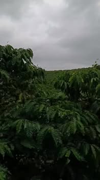 Đất nền Lộc Thắng Bảo Lâm 28800m² giá 2.4 tỷ - Đường ô tô vào tận nơi!