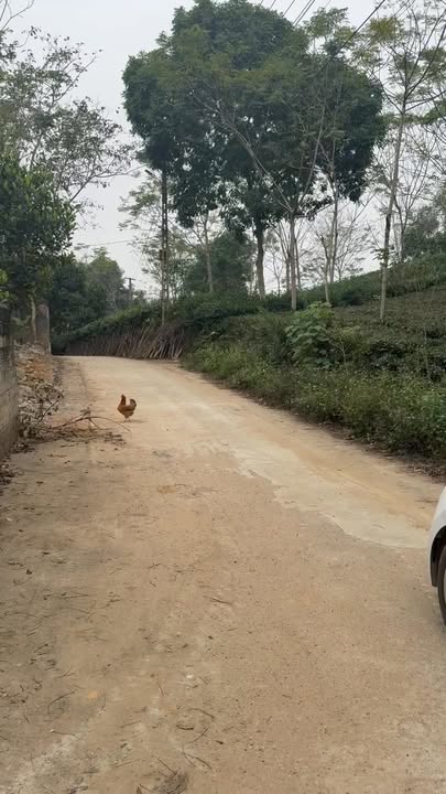 Đất nền Phong Châu, Phú Thọ 100m² giá chỉ từ 550 triệu - Cơ hội đầu tư sinh lời!