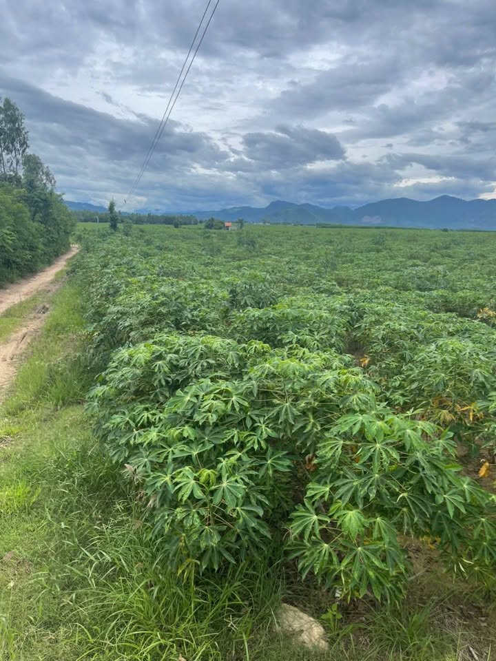 Đất Nền Tân Mỹ - Ninh Xuân 12.661m² giá chỉ 3.798 tỷ - Cơ hội đầu tư tuyệt vời!