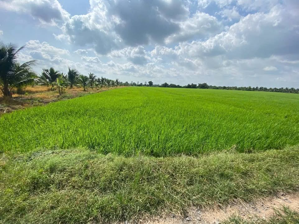 Đất ruộng Bình Tây, Ba Tri 71.000m² giá 1.207 tỷ - Tiềm năng phát triển lớn!